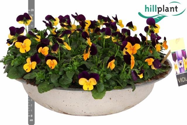 Горшечные цветы и растения оптом Vio Co Em Or Pu Wing от 1шт из Голландии с доставкой по России