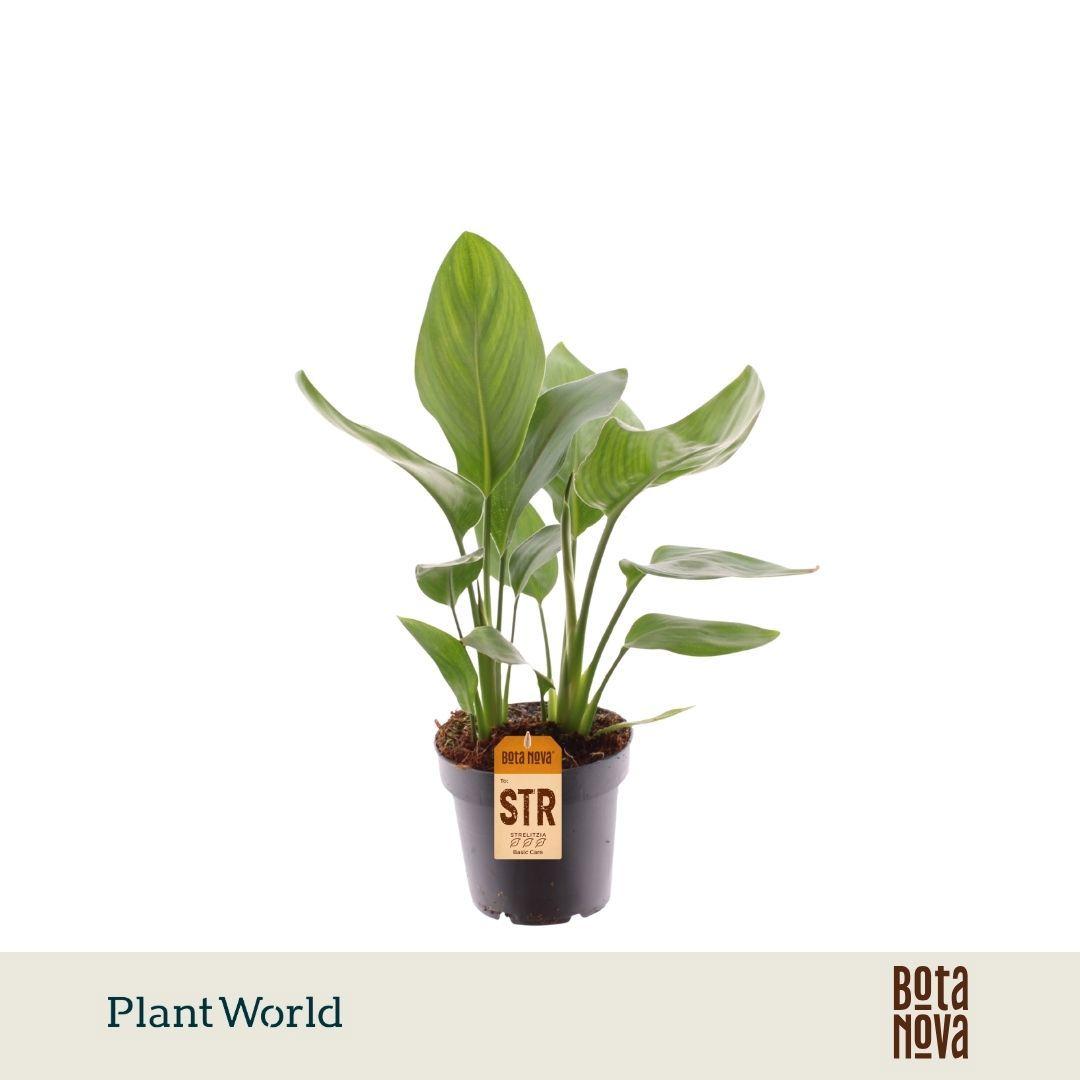 Горшечные цветы и растения оптом Strelitzia Reginae от 10шт из Голландии с доставкой по России