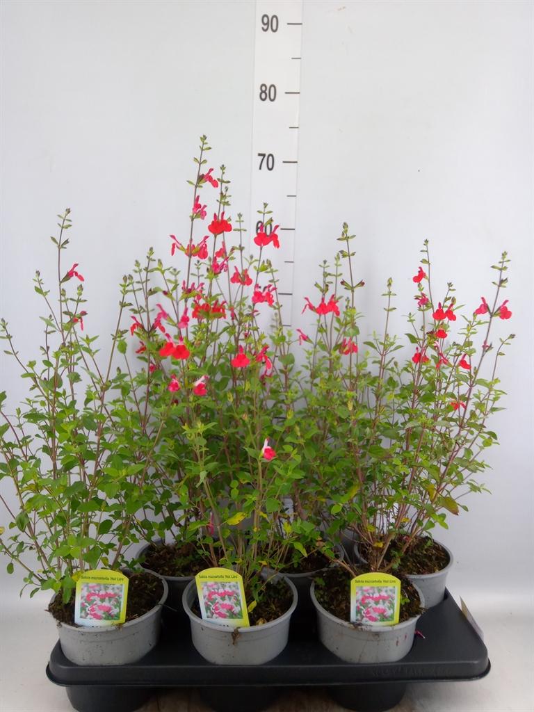 Горшечные цветы и растения оптом Salvia Micro. от 6шт из Голландии с доставкой по России