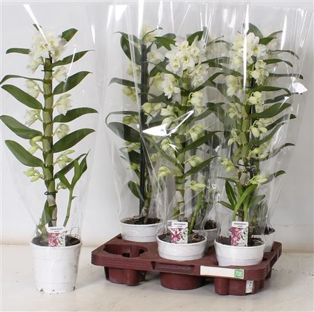 Горшечные цветы и растения оптом Dend Nobile 1-2 Branches * Spring Deal * от 6шт из Голландии с доставкой по России