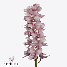Срезанные цветы оптом Cymbidium pink nikkie от 9шт. из Голландии с доставкой по России