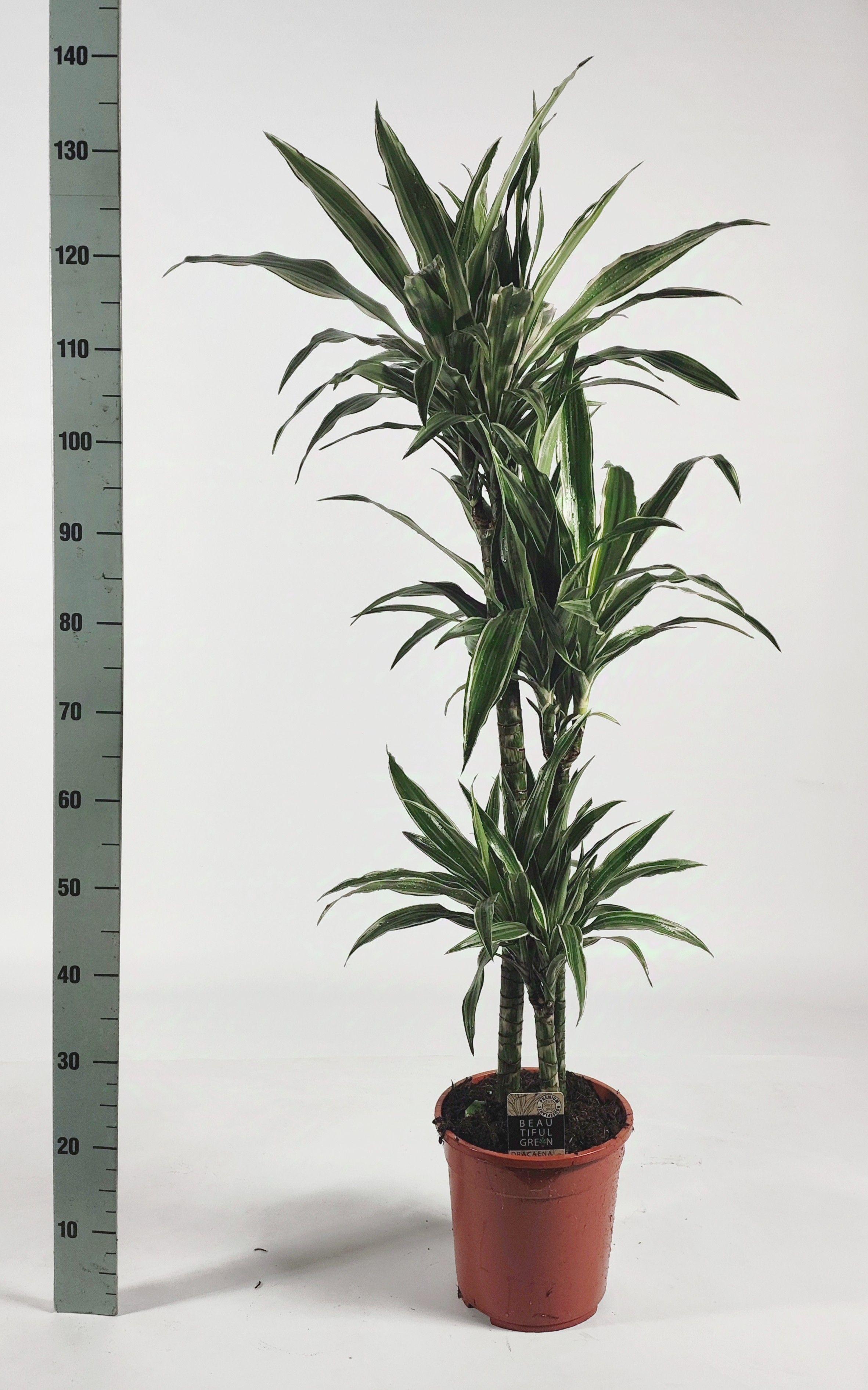 Горшечные цветы и растения оптом Dra De Warneckei от 1шт из Голландии с доставкой по России