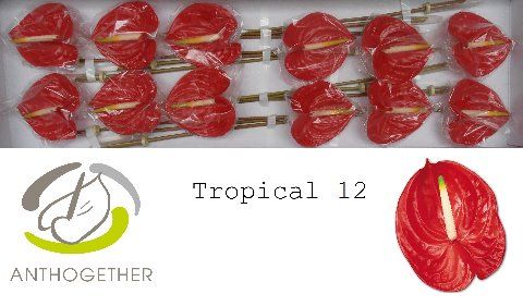 Срезанные цветы оптом Anthurium tropical от 24шт из Голландии с доставкой по России