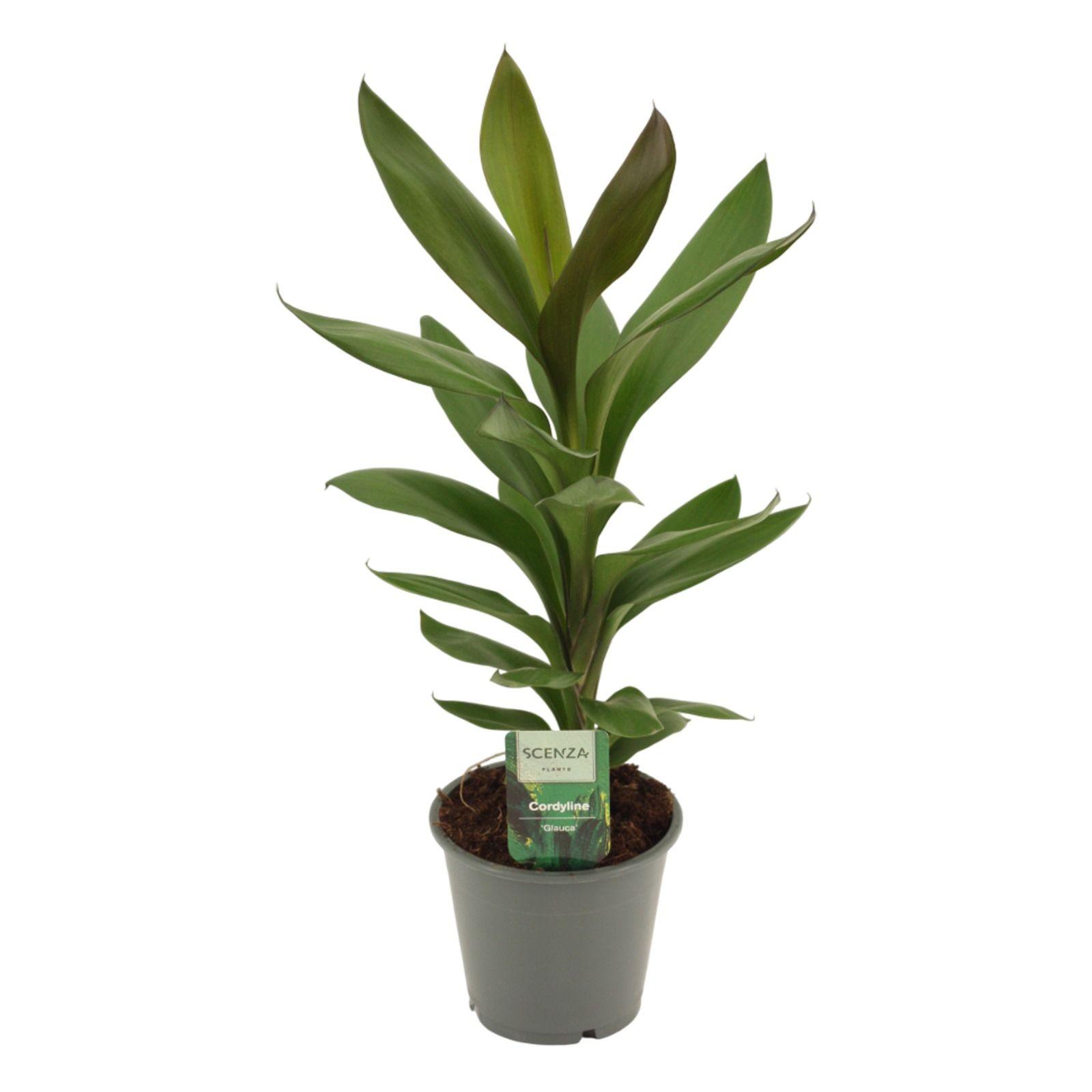 Горшечные цветы и растения оптом Cordyline Glauca от 10шт из Голландии с доставкой по России