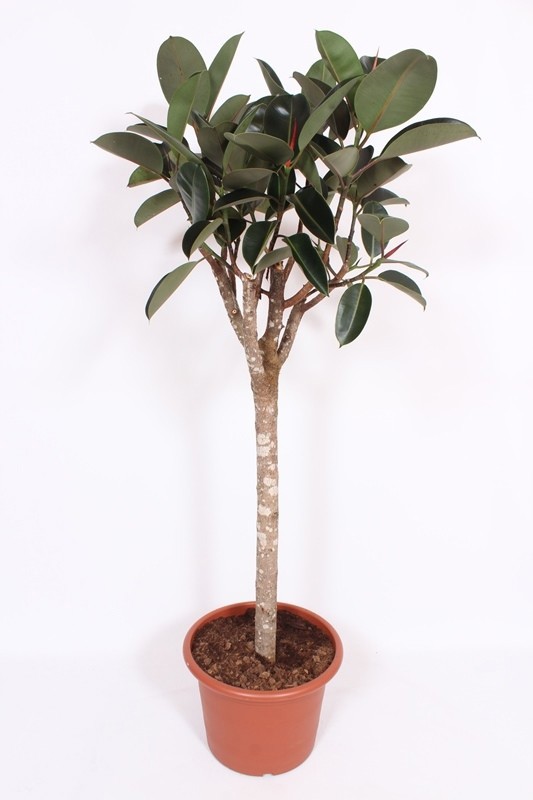 Горшечные цветы и растения оптом Ficus El Burgundy On Stem от 1шт из Голландии с доставкой по России
