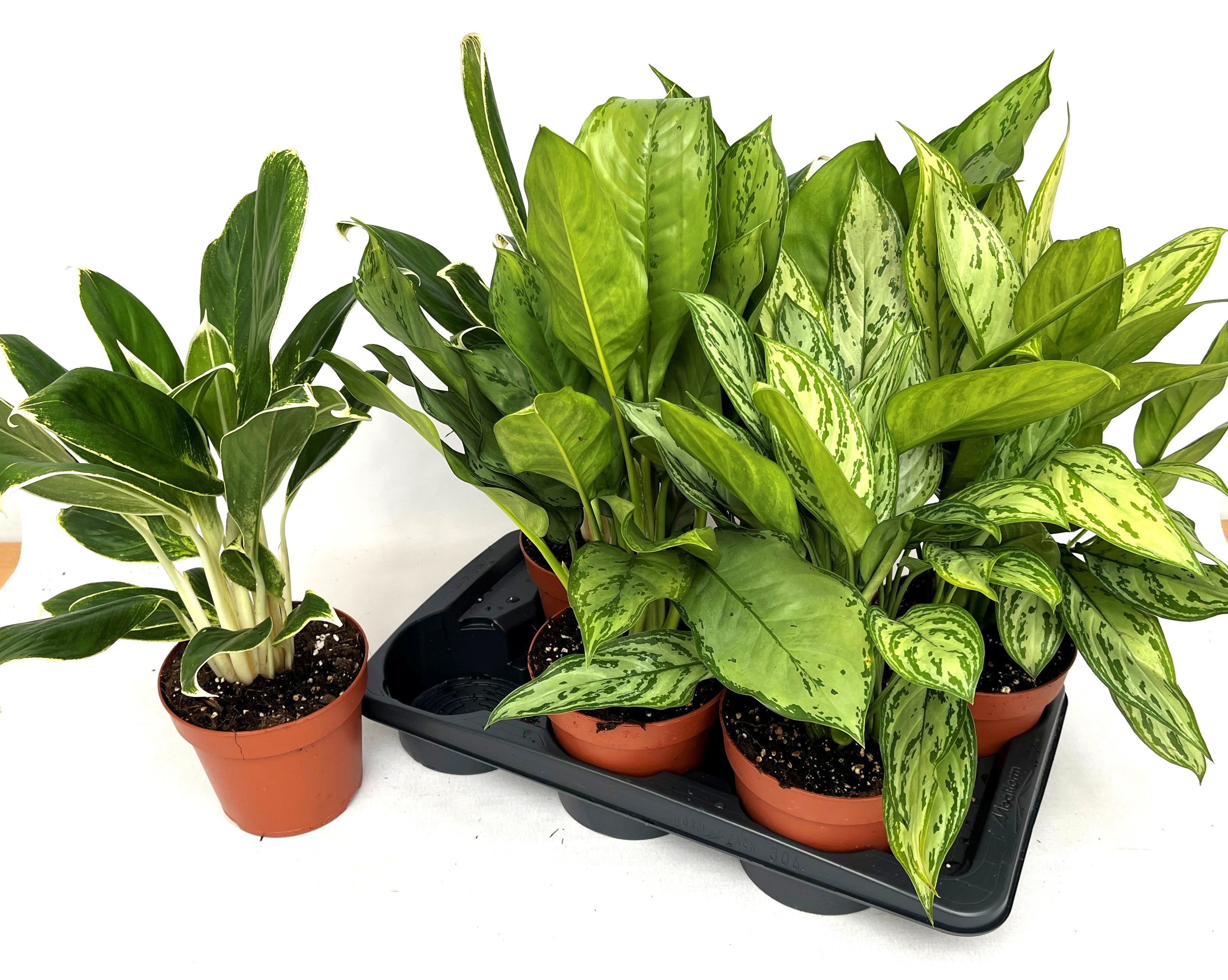 Горшечные цветы и растения оптом Aglao Gem от 6шт из Голландии с доставкой по России