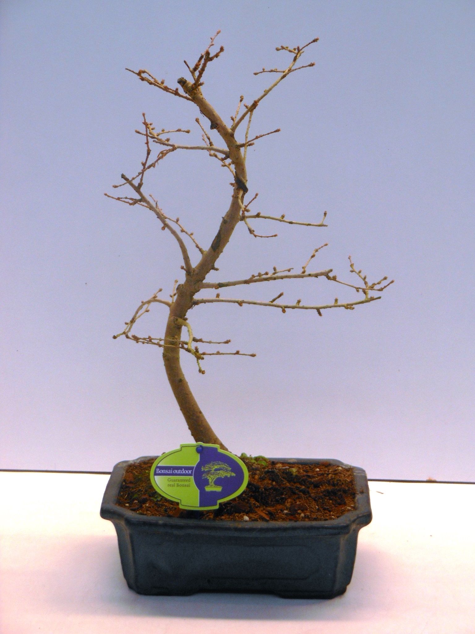 Горшечные цветы и растения оптом Bonsai Pseudolarix Amabilis от 6шт из Голландии с доставкой по России