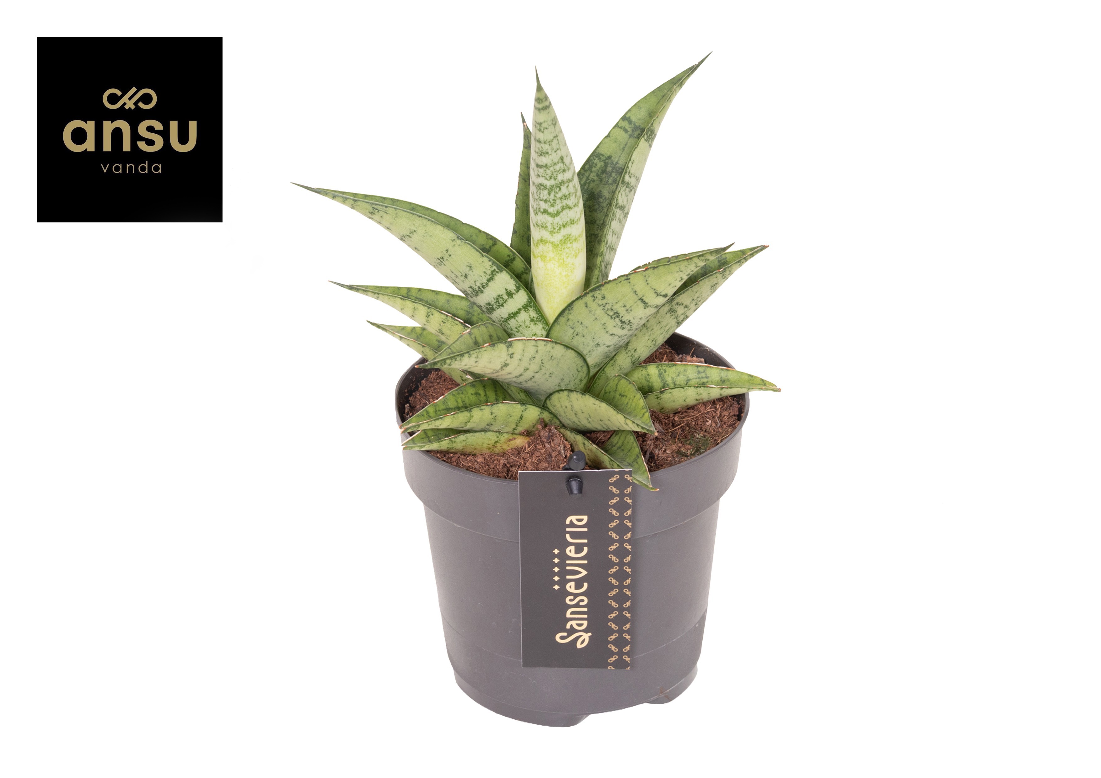 Горшечные цветы и растения оптом Sansevieria Star Mini Marble No. 2 от 10шт из Голландии с доставкой по России