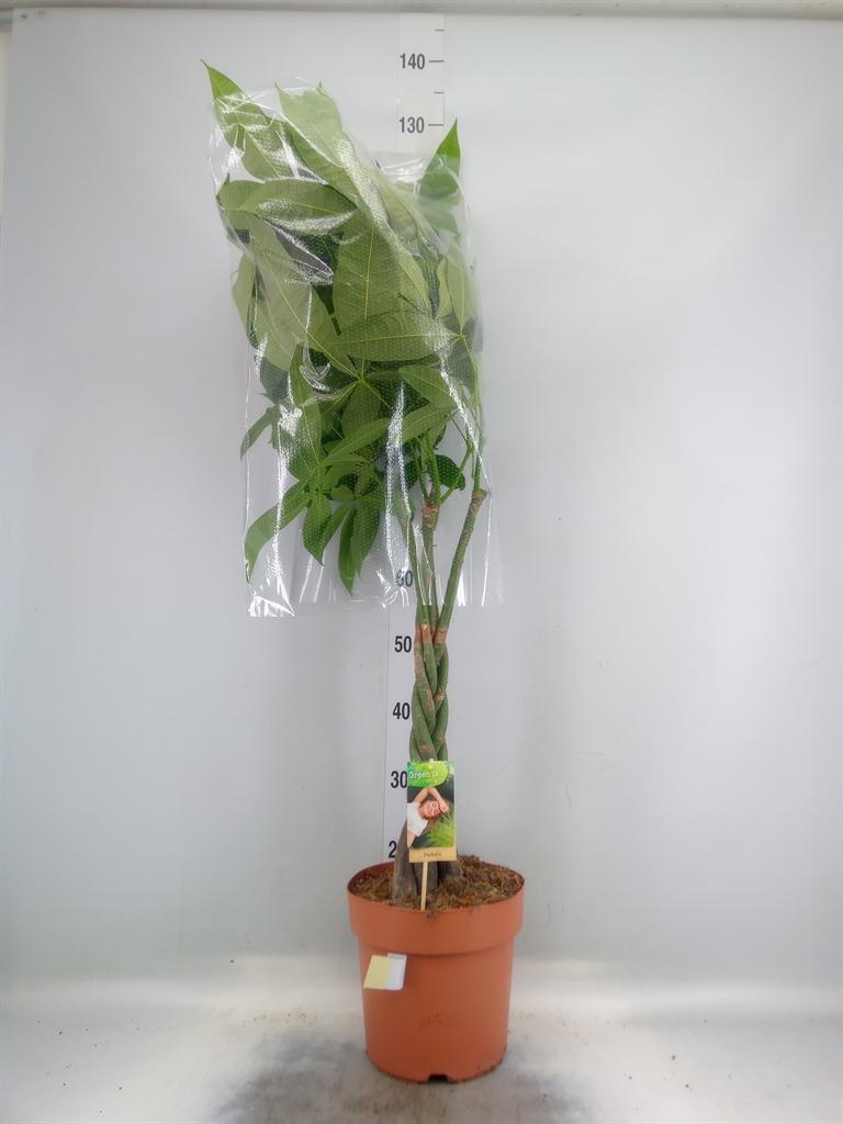 Горшечные цветы и растения оптом Pachira Aquatica Twisted Stem от 1шт из Голландии с доставкой по России