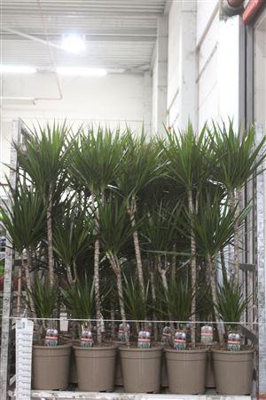 Горшечные цветы и растения оптом Dra Marginata 75-45-10 Cm от 1шт из Голландии с доставкой по России