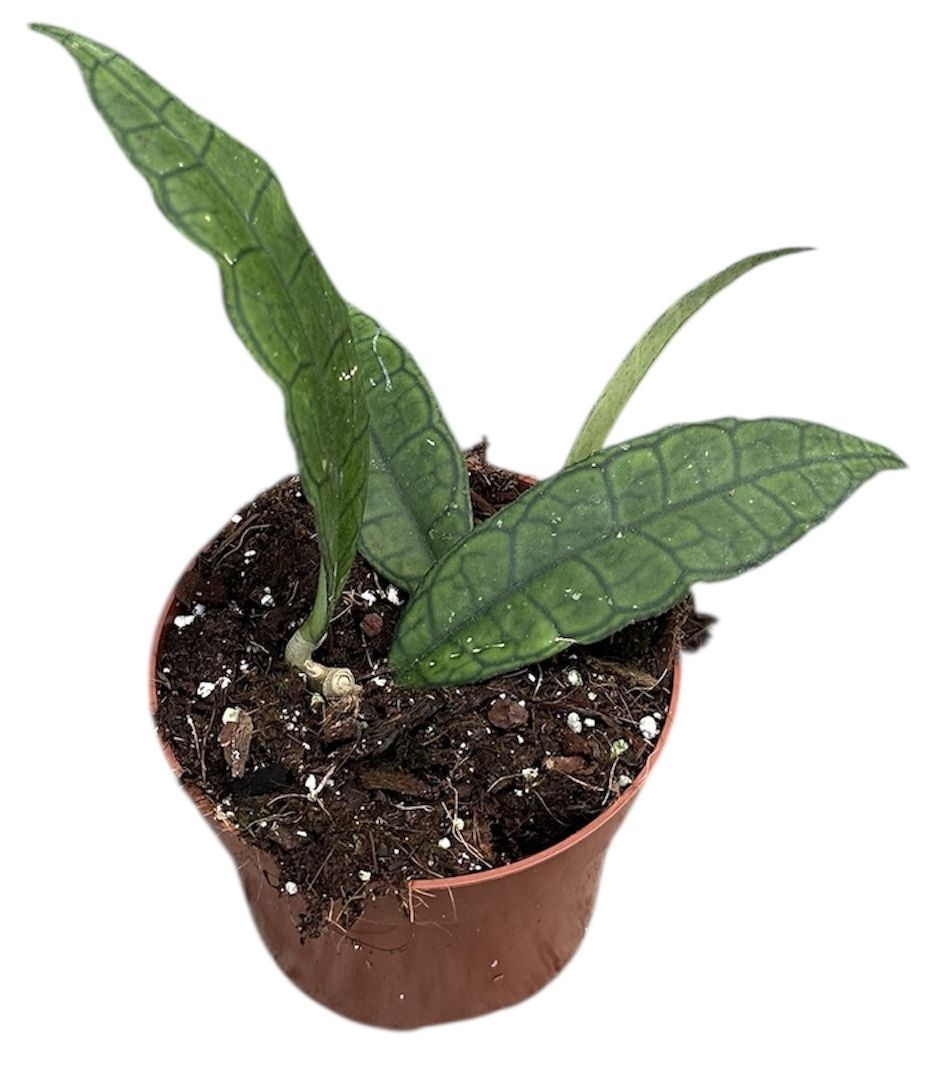 Горшечные цветы и растения оптом Hoya Finlaysonii Sukirin от 1шт из Голландии с доставкой по России