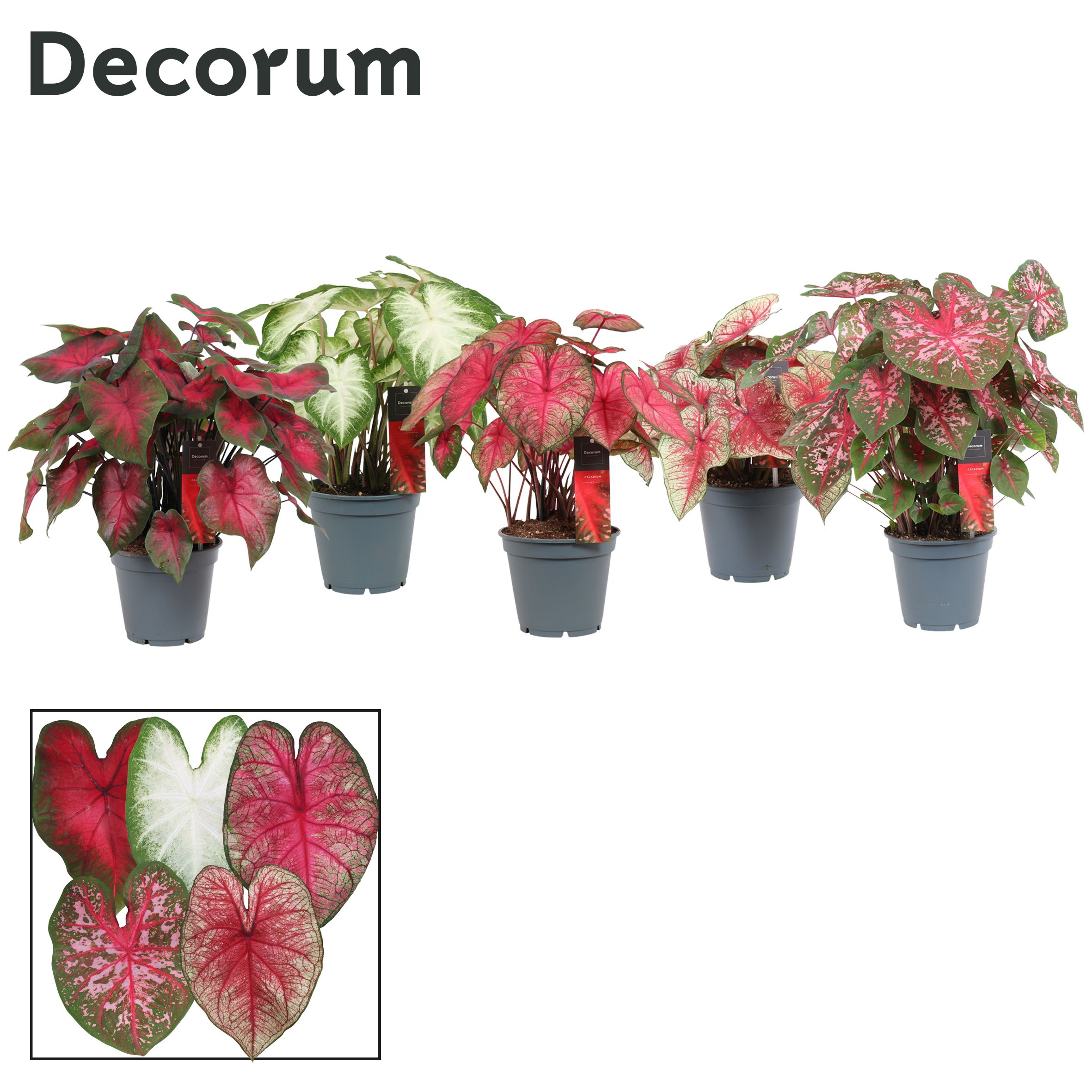 Горшечные цветы и растения оптом Caladium Mix (decorum) от 6шт из Голландии с доставкой по России