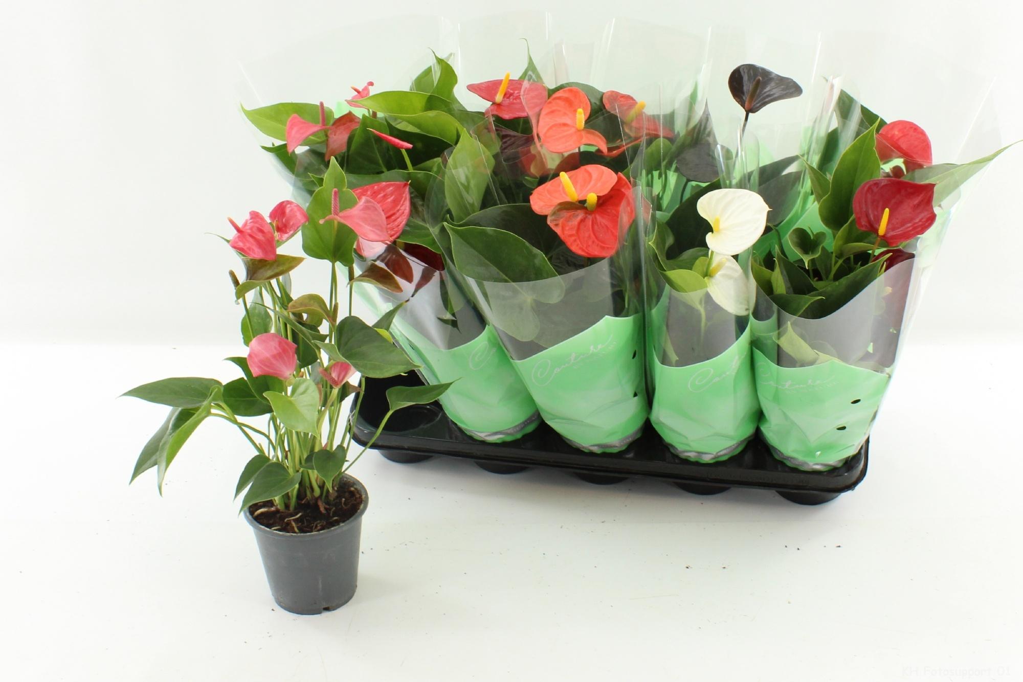 Горшечные цветы и растения оптом Anthu An Gem 4 Kl от 10шт из Голландии с доставкой по России