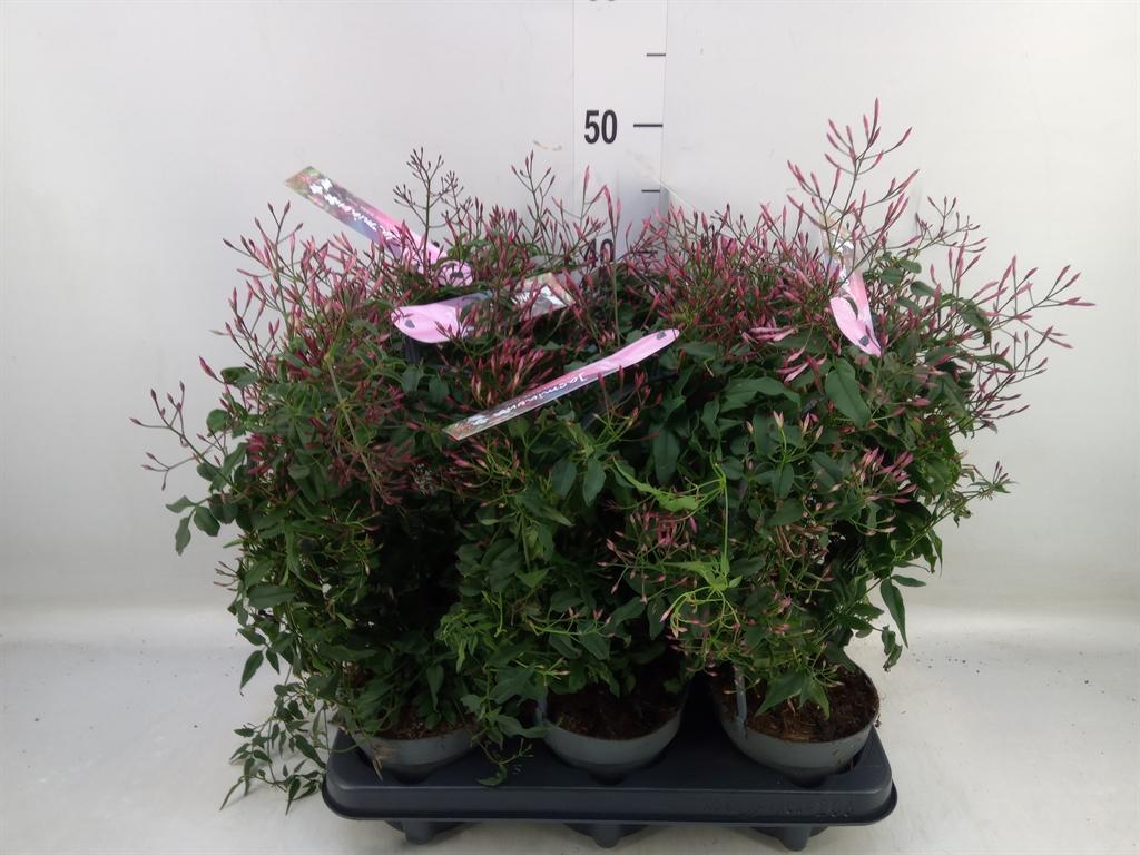 Горшечные цветы и растения оптом Jasminum Polyanthum   ...rose от 6шт' из Голландии с доставкой по России