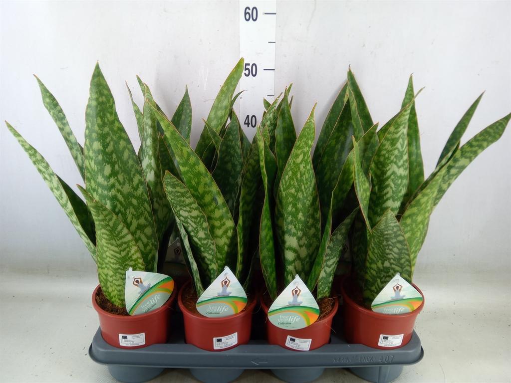 Горшечные цветы и растения оптом Sansevieria   ... от 7шт из Голландии с доставкой по России