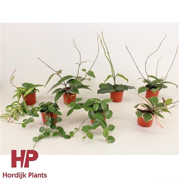 Горшечные цветы и растения оптом Hoya Mix от 14шт (для телеги) из Голландии с доставкой по России