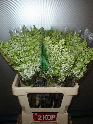 Срезанные цветы оптом Syringa madame florent stepman от 50шт из Голландии с доставкой по России