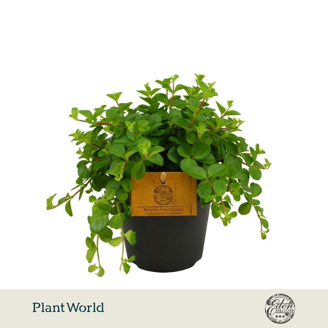 Горшечные цветы и растения оптом Peperomia Rotundifolia A от 6шт из Голландии с доставкой по России