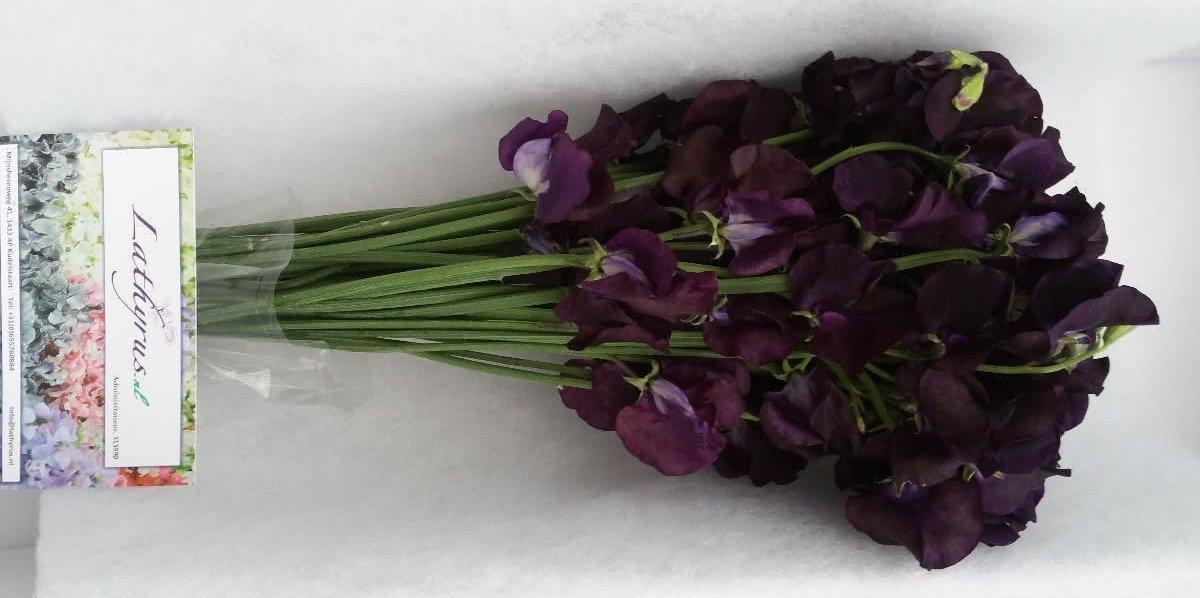 Срезанные цветы оптом Lathyrus winter sunshine navy от 100шт.. из Голландии с доставкой по России