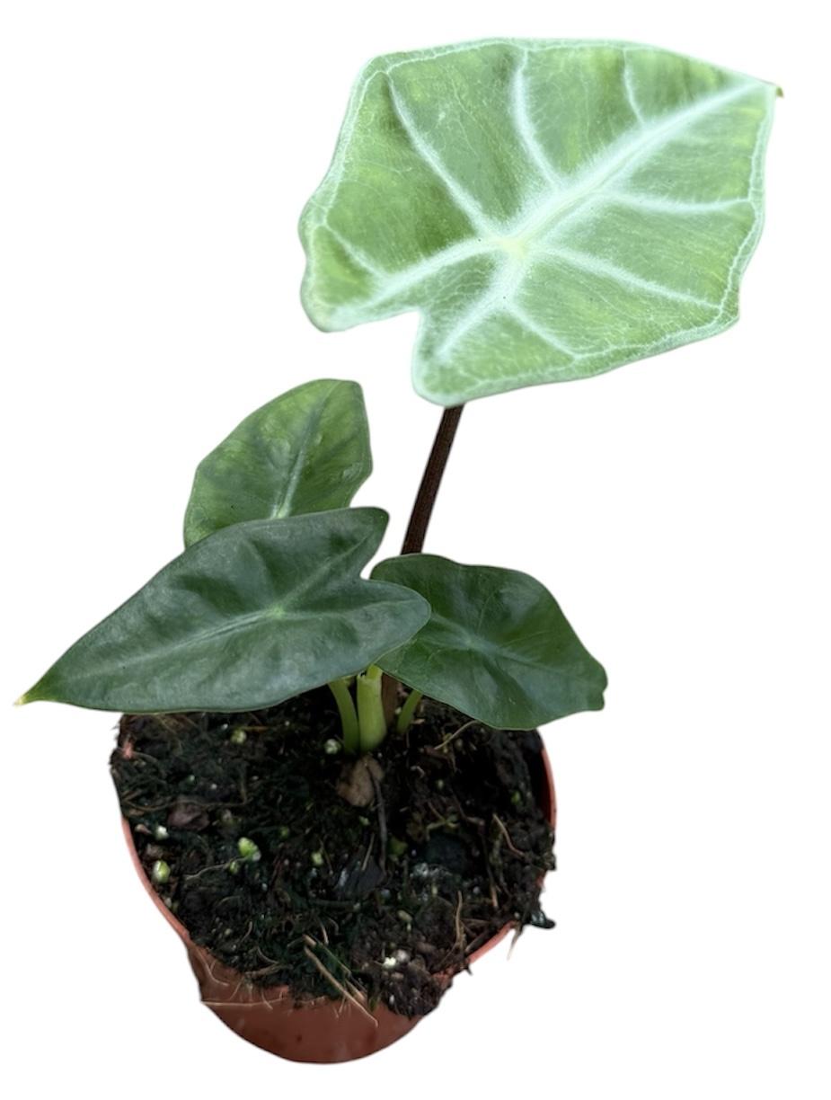 Горшечные цветы и растения оптом Alocasia Longiloba от 1шт (для телеги) из Голландии с доставкой по России