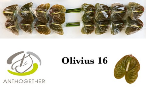 Срезанные цветы оптом Anthurium olivius от 10шт.. из Голландии с доставкой по России