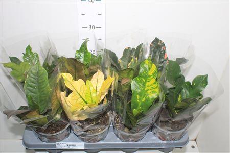 Горшечные цветы и растения оптом Codiaeum Petra от 8шт из Голландии с доставкой по России