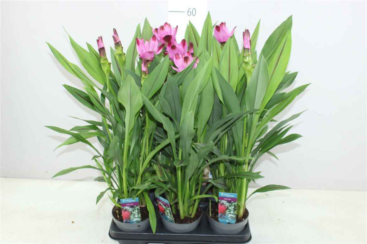 Горшечные цветы и растения оптом Curcuma Siam Splash 2-3 от 6шт из Голландии с доставкой по России