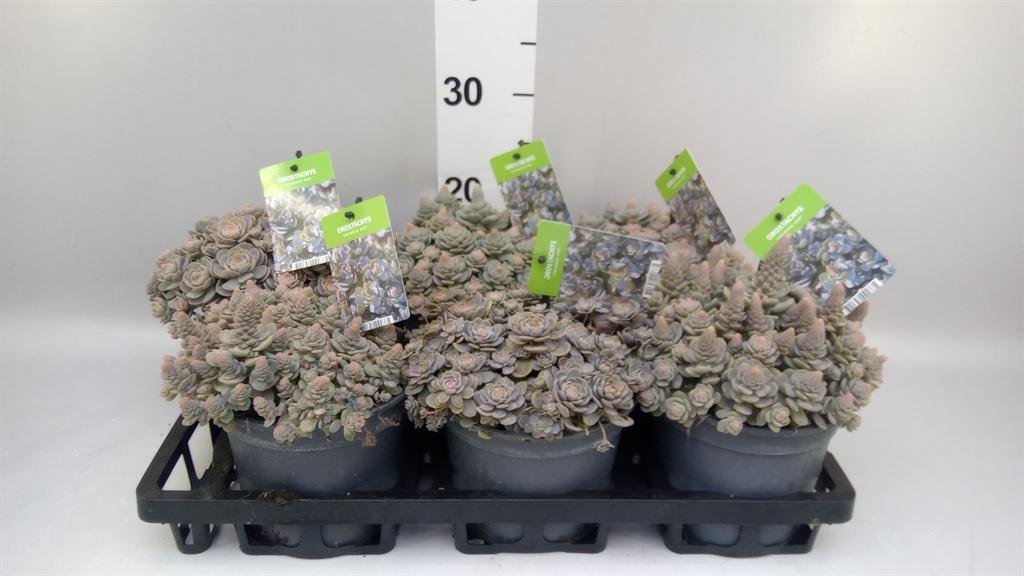 Горшечные цветы и растения оптом Orostachys Furusei от 6шт из Голландии с доставкой по России