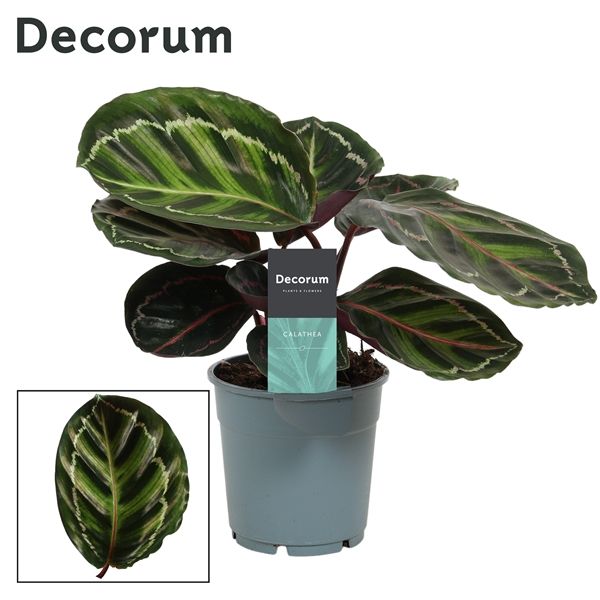 Горшечные цветы и растения оптом Calathea Roseo Picta (decorum) от 6шт из Голландии с доставкой по России