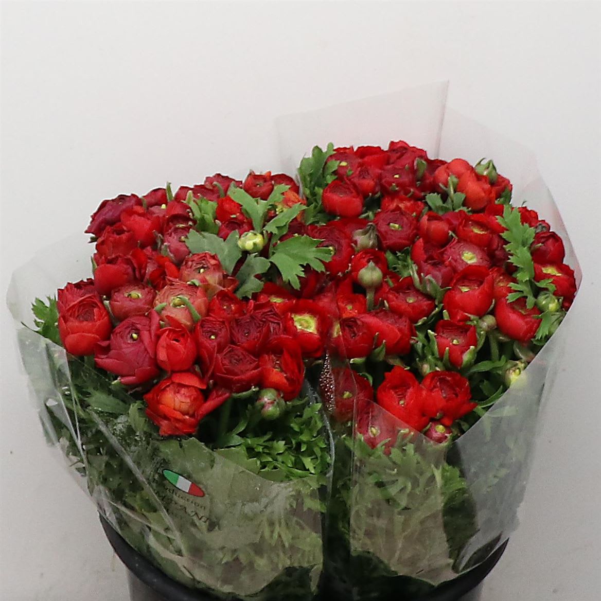 Срезанные цветы оптом Ranunculus elegance red от 100шт.. из Голландии с доставкой по России