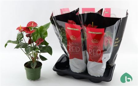 Горшечные цветы и растения оптом Anth An Madural 5+ от 6шт из Голландии с доставкой по России