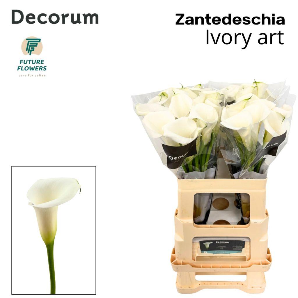 Срезанные цветы оптом Zantedeschia ivory art от 40шт. из Голландии с доставкой по России