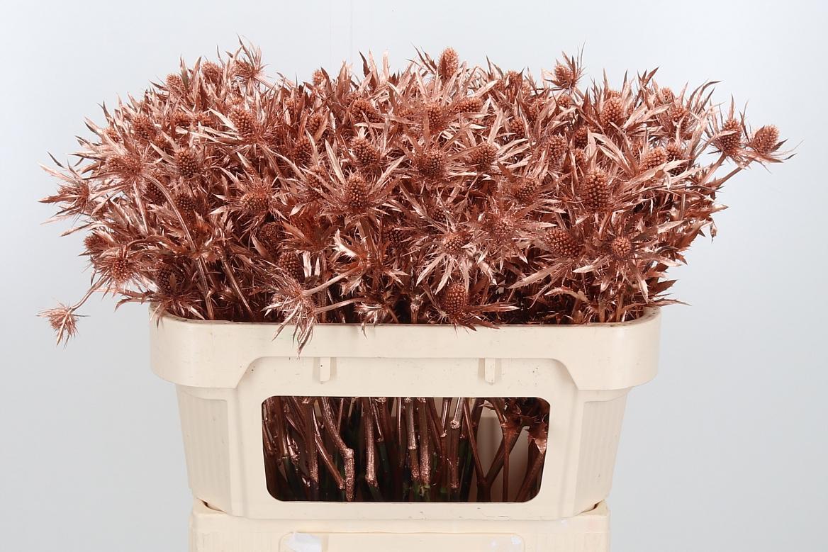 Срезанные цветы оптом Eryngium orion paint copper от 50шт из Голландии с доставкой по России