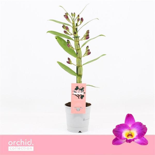 Горшечные цветы и растения оптом Den Nob 1st Akatsuki Compact Orchid Collection от 10шт из Голландии с доставкой по России