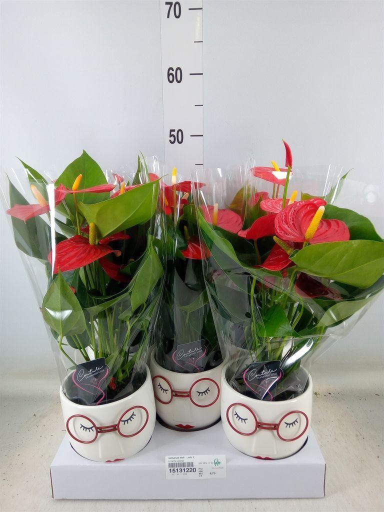 Горшечные цветы и растения оптом Anthurium Andr.   ...mix  3 от 5шт из Голландии с доставкой по России