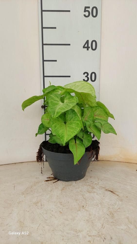 Горшечные цветы и растения оптом Syng Golden Allusion от 6шт из Голландии с доставкой по России