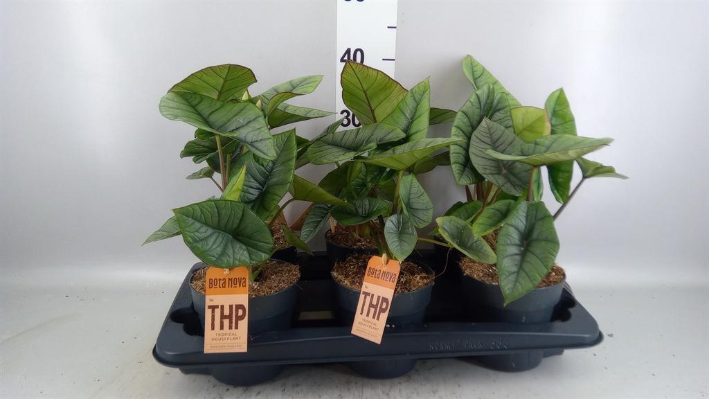 Горшечные цветы и растения оптом Alocasia platinum от 6шт (для телеги) из Голландии с доставкой по России