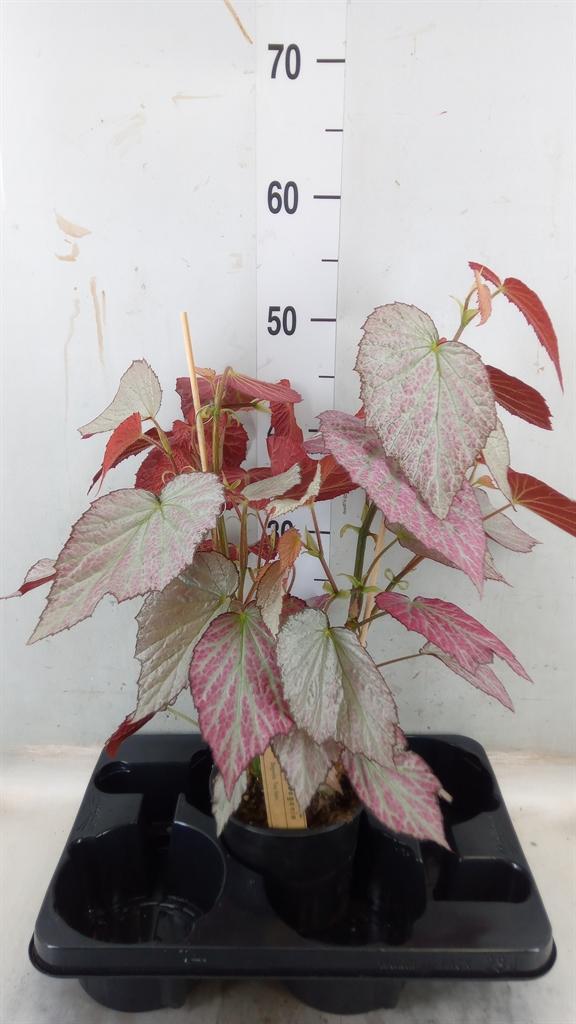 Горшечные цветы и растения оптом Begonia Bd   ... от 1шт (для телеги) из Голландии с доставкой по России