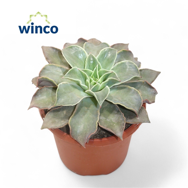 Горшечные цветы и растения оптом Echeveria Madiba от 4шт из Голландии с доставкой по России