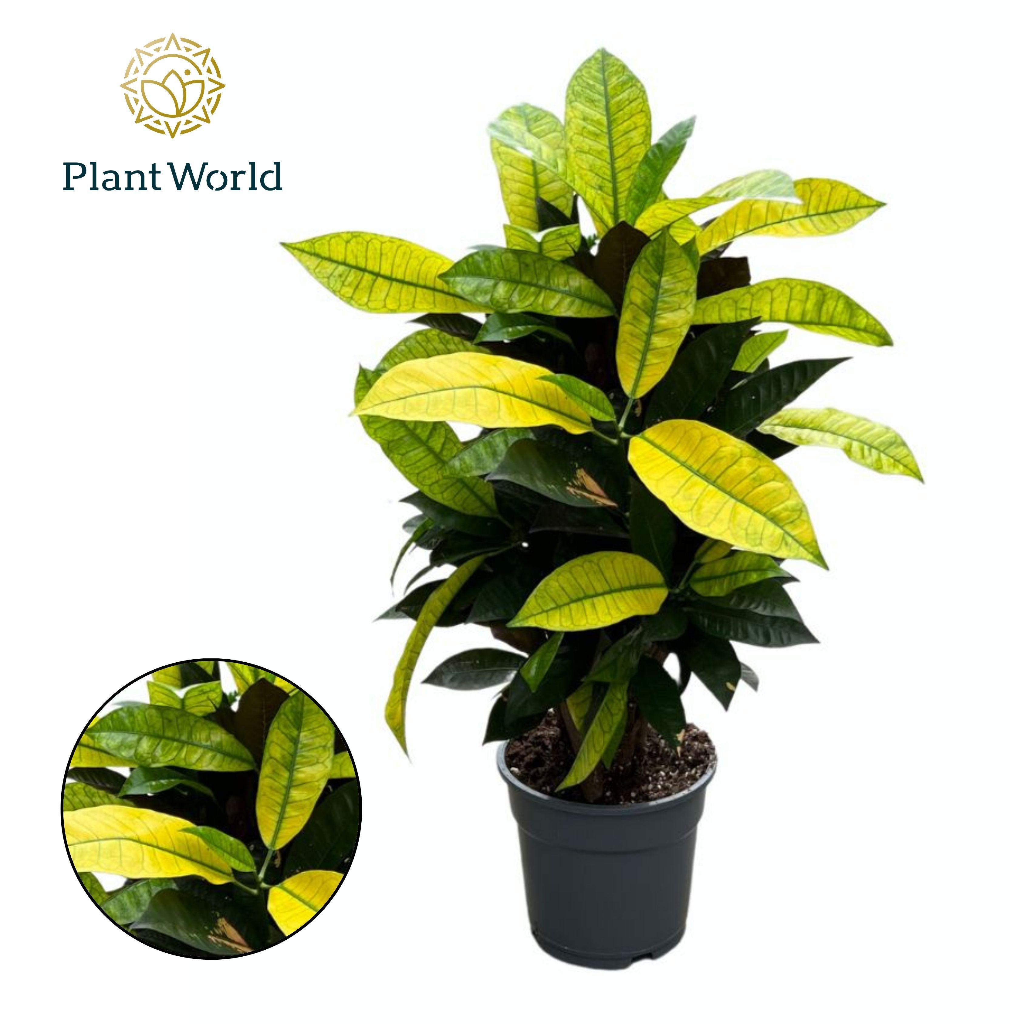 Горшечные цветы и растения оптом Croton Mrs. Iceton Vertakt от 6шт из Голландии с доставкой по России