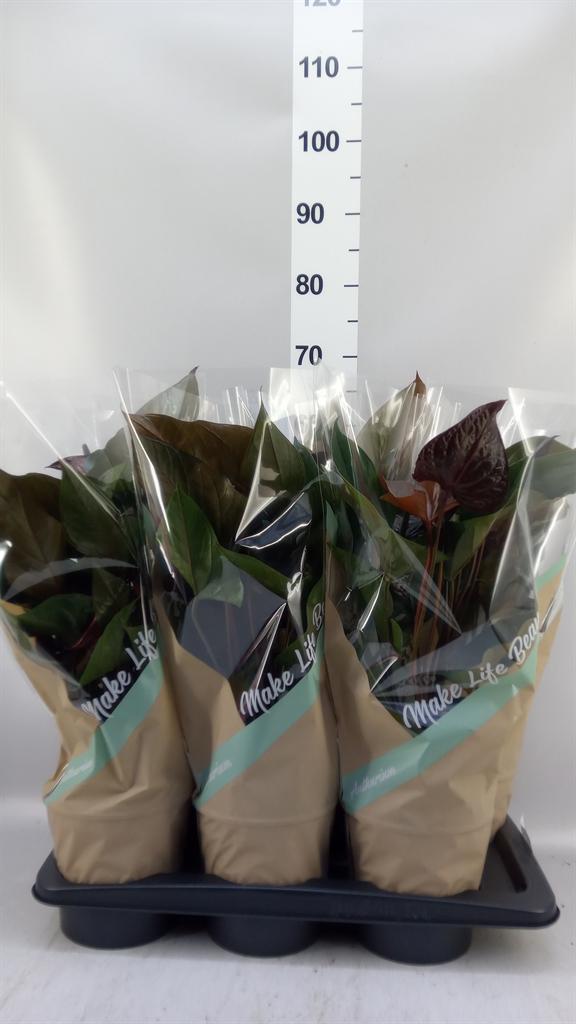 Горшечные цветы и растения оптом Anthurium Andr. beauty Black от 6шт из Голландии с доставкой по России
