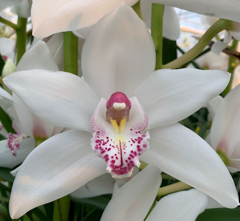 Срезанные цветы оптом Cymbidium white queen sophie от 2шт из Голландии с доставкой по России