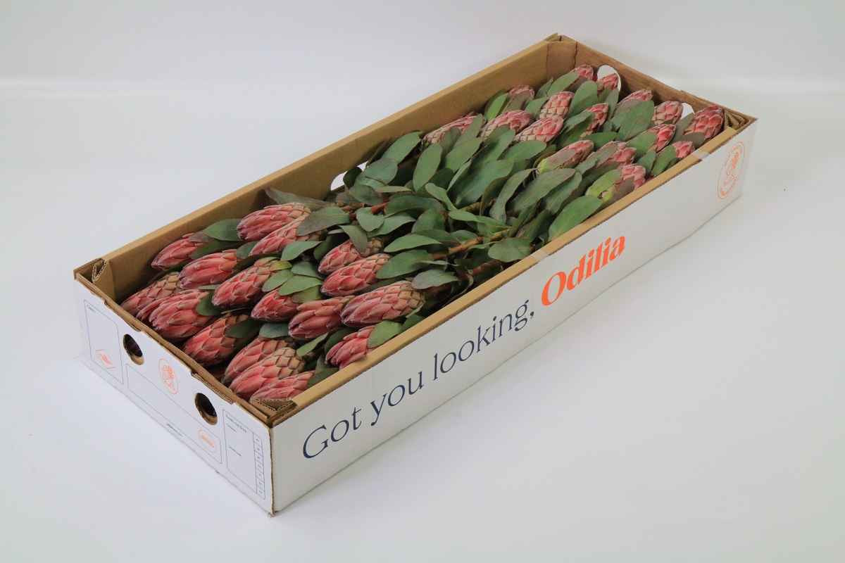 Срезанные цветы оптом Protea sharon от 20шт из Голландии с доставкой по России