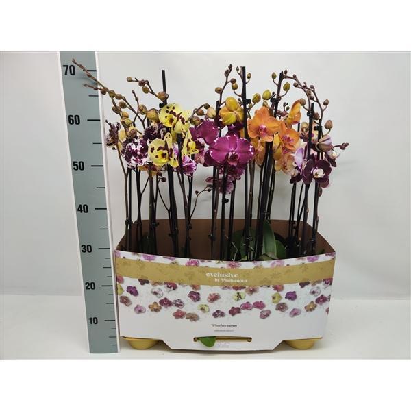 Горшечные цветы и растения оптом Phal 2st Taiwan Mix 18+ (phalaenova) от 10шт из Голландии с доставкой по России