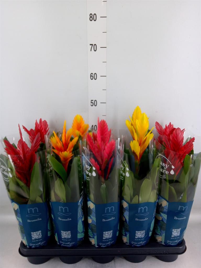 Горшечные цветы и растения оптом Vriesea   ...mix 5 от 10шт из Голландии с доставкой по России