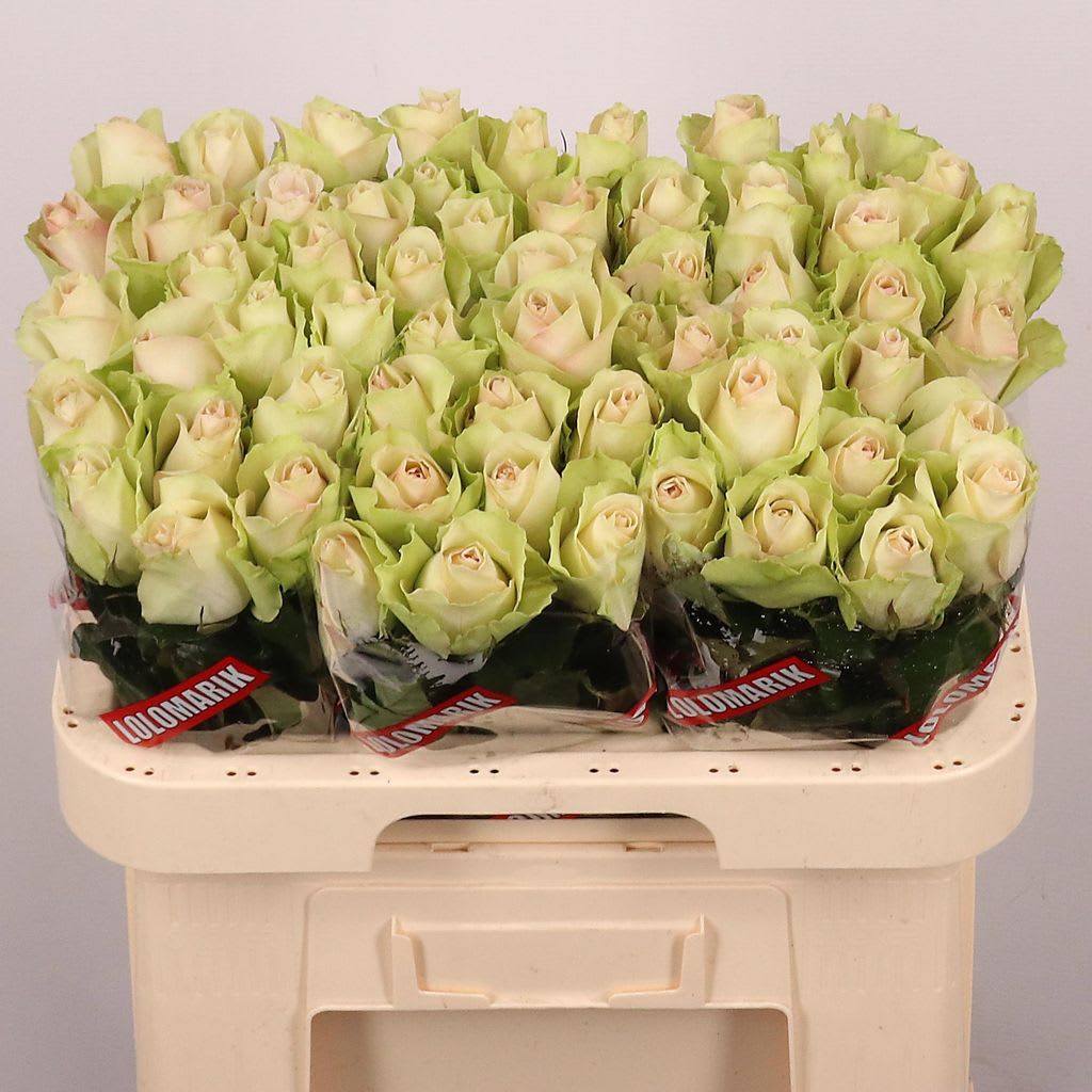 Срезанные цветы оптом Rosa large la belle от 60шт.. из Голландии с доставкой по России