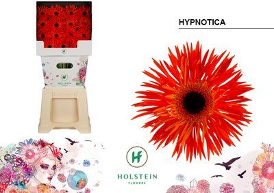 Срезанные цветы оптом Gerbera diamond gerspider big hypnotica от 45шт из Голландии с доставкой по России