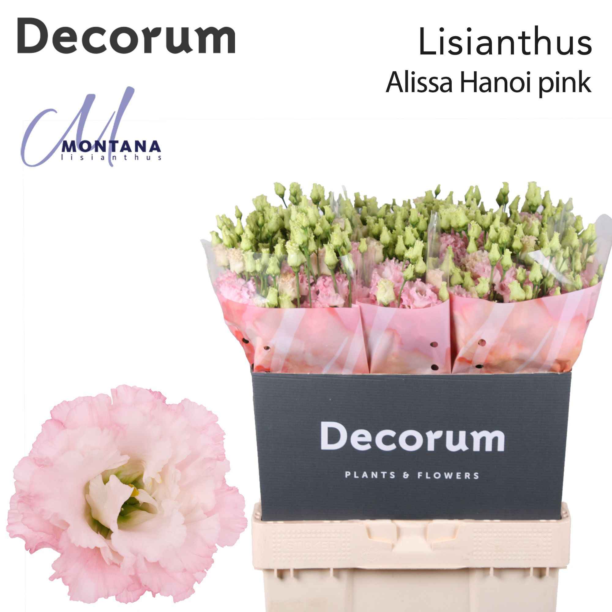 Срезанные цветы оптом Lisianthus do alissa pink от 60шт из Голландии с доставкой по России