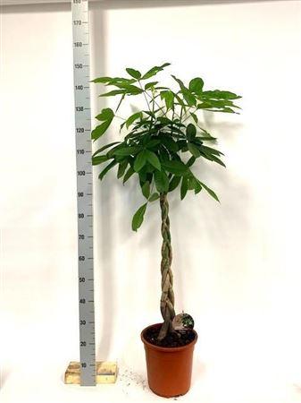 Горшечные цветы и растения оптом Pachira Aquatica 140cm от 1шт из Голландии с доставкой по России