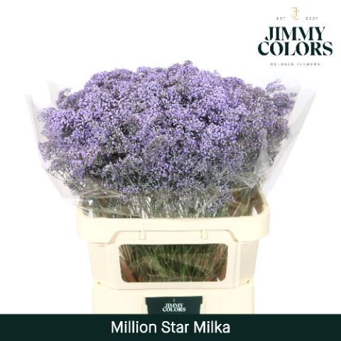 Срезанные цветы оптом Gyps fine paint milka от 50шт из Голландии с доставкой по России